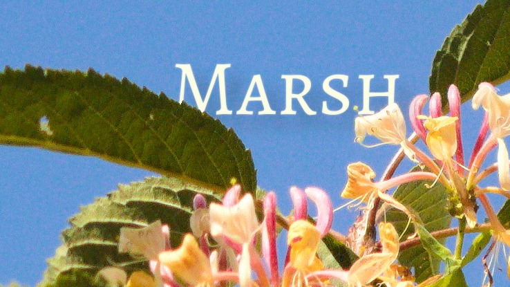 File:Marsh-banner.jpg